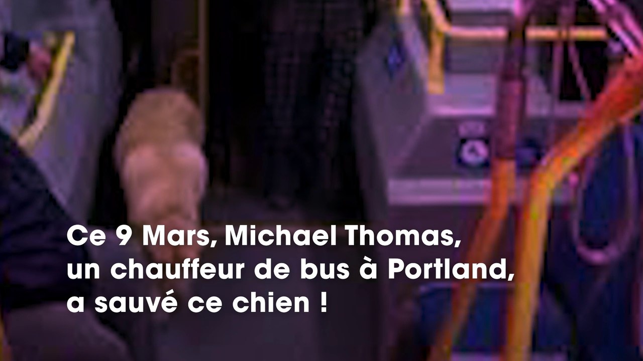 En voyant le comportement étrange de cet homme avec son chien, un chauffeur de bus a sauvé l’animal, grâce à un détail