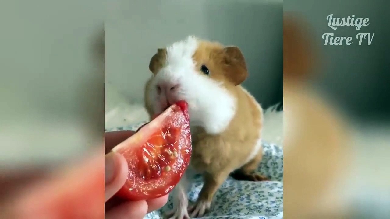 amazing funny cats