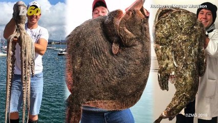 Man Captures Giant Octopus Whose Tentacles Would Span 10 Feet in the Water