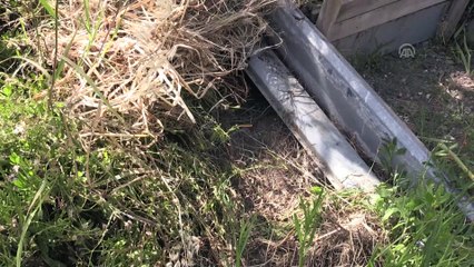 Anneleri ölen yavru kirpileri biberonla besliyorlar - MUĞLA