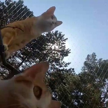 Ces superbes chats vont embellir votre journée. Trop cute !