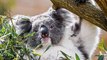 Les koalas sont en voie de disparition !