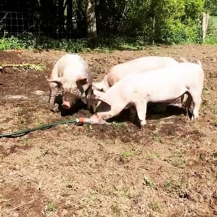 Ces mignons cochons s'amusent sous le soleil. Trop chou !