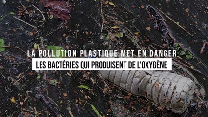 Le plastique tue 10 % des bactéries qui produisent l'oxygène que l'on respire