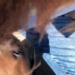 Les couinements de ce chiot sont tellement douces. Ecoutez !