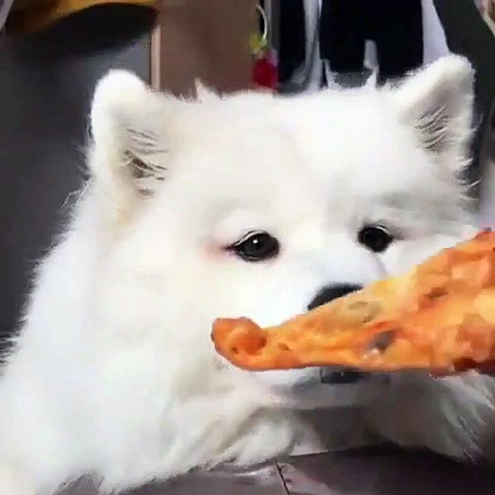 Voici comment faire manger des légumes à son chien. Trop drôle !