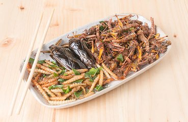 Manger des insectes pourrait sauver la planète