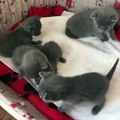 Quand de mignons petits chatons partagent leur lit. Trop mimi !