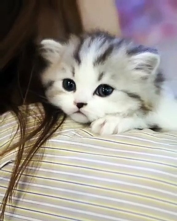 Ce chaton va vous faire fondre. Trop cute !