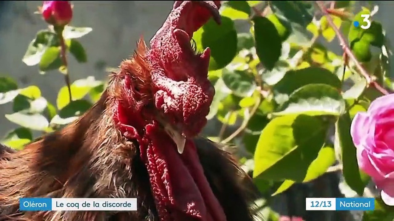 Charente-Maritime : le chant d'un coq au cœur d'une querelle entre voisins