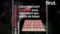 Déforestation, gaz à effet de serre… Fumer nuit gravement à notre environnement