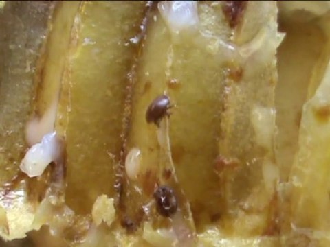 Le varroa destructor ennemis des abeilles