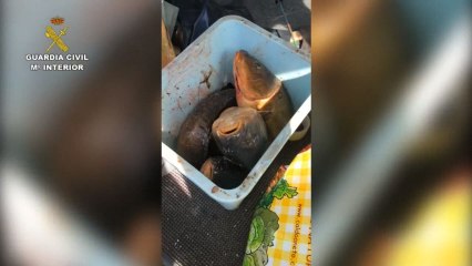 La Guardia Civil incauta 8,8 toneladas de siluro y carpas destinadas al comercio ilegal