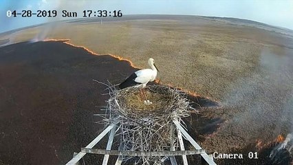 Russie : des cigognes sauvées des flammes