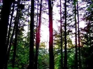 tant que les bucherons seront loin