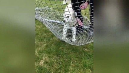 Puppy tries to run through soccer net during game of fetch
