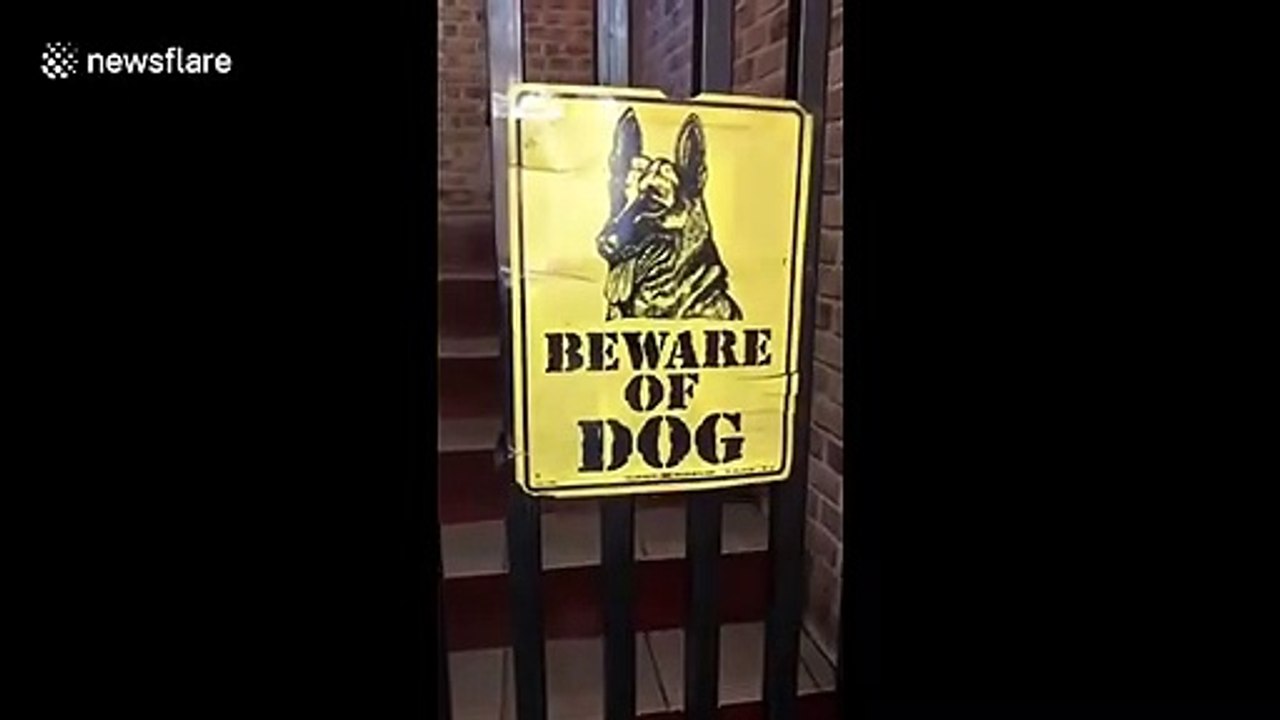 Beware of the dog! Dachshund is the 'vicious guard' of her family home