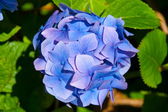 Vos Questions Jardin: Comment tailler son hortensia.