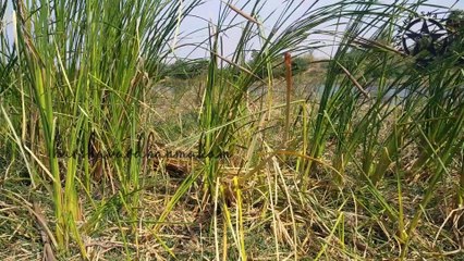 THE BEAUTY OF NATURE AT ITS BEST