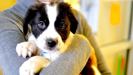 Find Your Forever Dog At Yavapai Humane Society