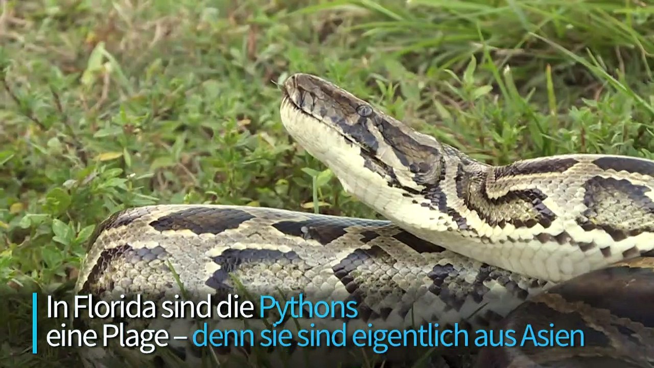 Florida zahlt Kopfgeld für jeden toten Python