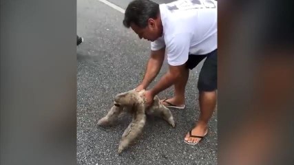 Un automobiliste aide un paresseux à traverser la route !