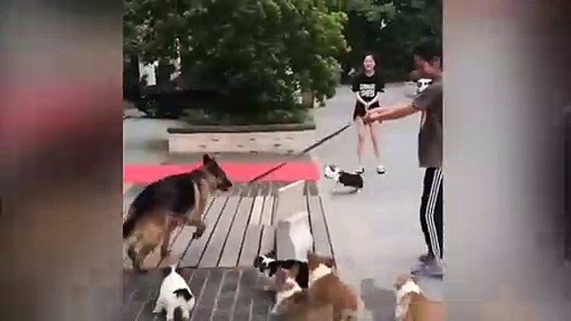 Des chiots jouent avec un Berger Allemand