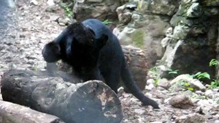 Black panther (Animal)