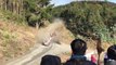 Le pilote de rallye Thierry Neuville rate son virage et part en tonneaux - rallye du Chili 2019
