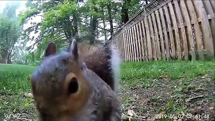 La course-poursuite incroyable entre un écureuil et un renard