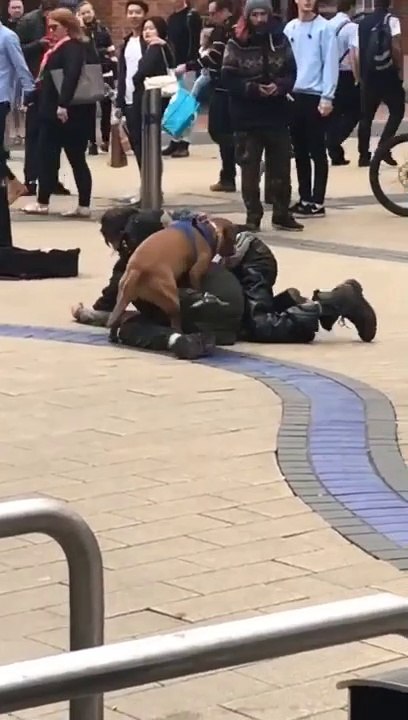 Un chien s'incruste dans un combat entre 2 hommes ivres ! Tellement drôle