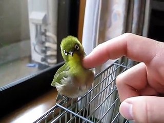 Ce petit oiseau adore les calins... Il est aux anges