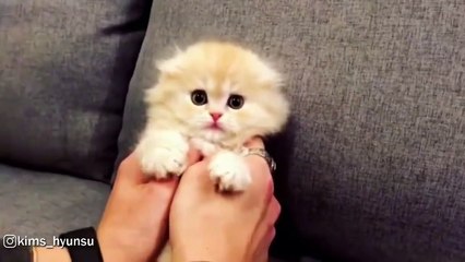 Cute Fluffy Munchkin Kitten Ball