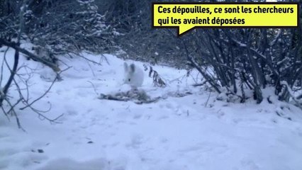 Des chercheursont observé des lièvres du Canada mangeant de la viande!