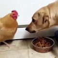 Cette poule n'a pas peur du chien et vole ses croquettes. Ahurissant !