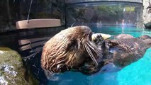 Sampling Snacks with a Sea Otter Pup