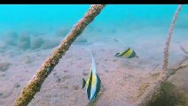 Diver Discovers Dancing Razor Fish
