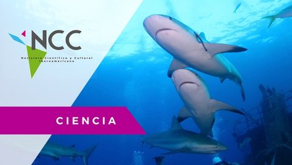 Estudian comportamiento de crías de tiburón en Galápagos