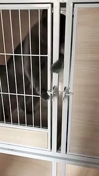 I find he opens the door,then he closes the door.