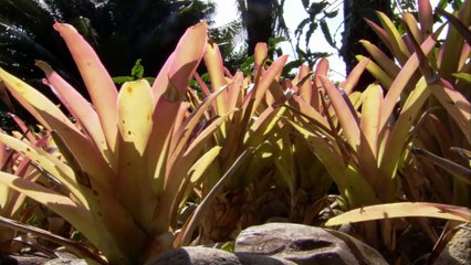 BBC - Around the World in 80 Gardens E04 || South America