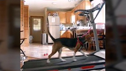 Dog doing exercise