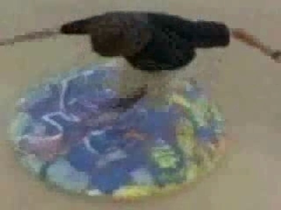 Rodney Mullen [new]