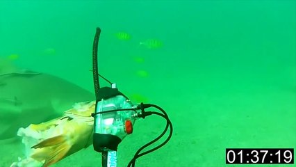 El Pulso | La tecnología para protegerte de los tiburones | Telemundo