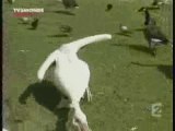 Un pelican qui ne rigole pas