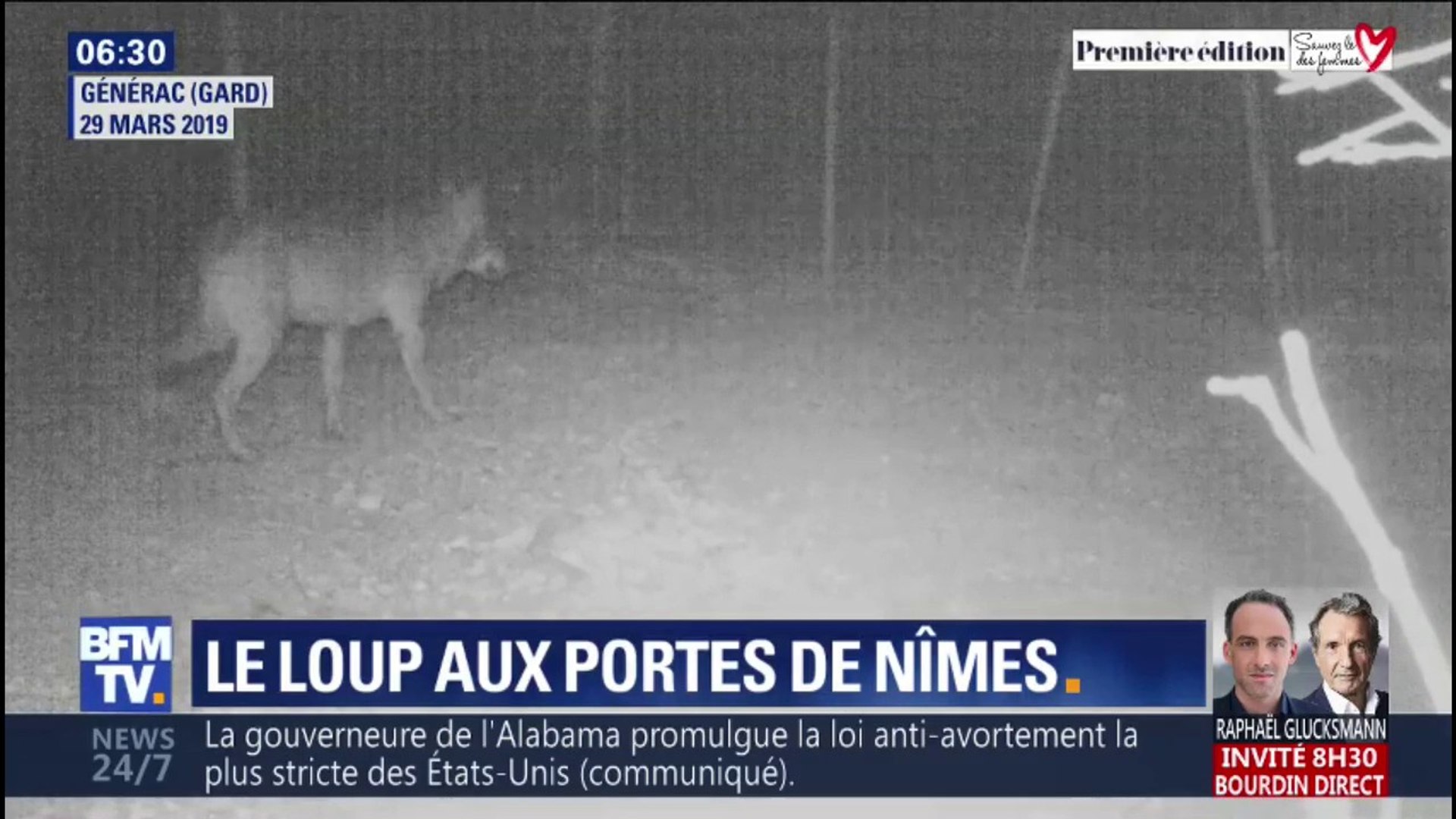 Un loup rôde aux alentours de Nîmes et s'attaque à nouveau à des troupeaux  - Vidéo Dailymotion