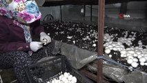 Kırıkkaleli Çiftçi Yılda 220 Ton Üretip, Kilosunu 8 Liradan Satıyor