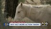 Arizona photographer claims to witness wild horses being shot