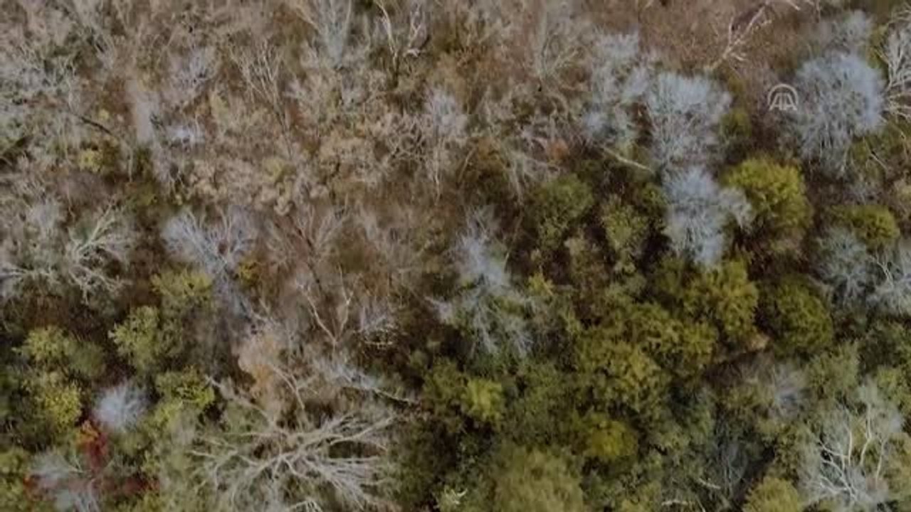 Sinema - Lanetli Kapı "Paranormal Orman"