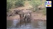 crocodile fighting with elephant good video the elephant went out from water