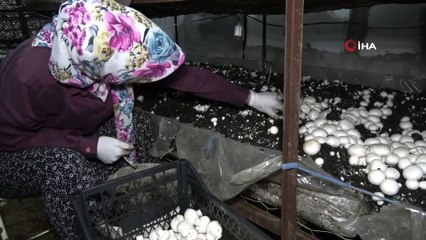 Yılda 220 Ton Üretip, Kilosunu 8 Liradan Satıyor